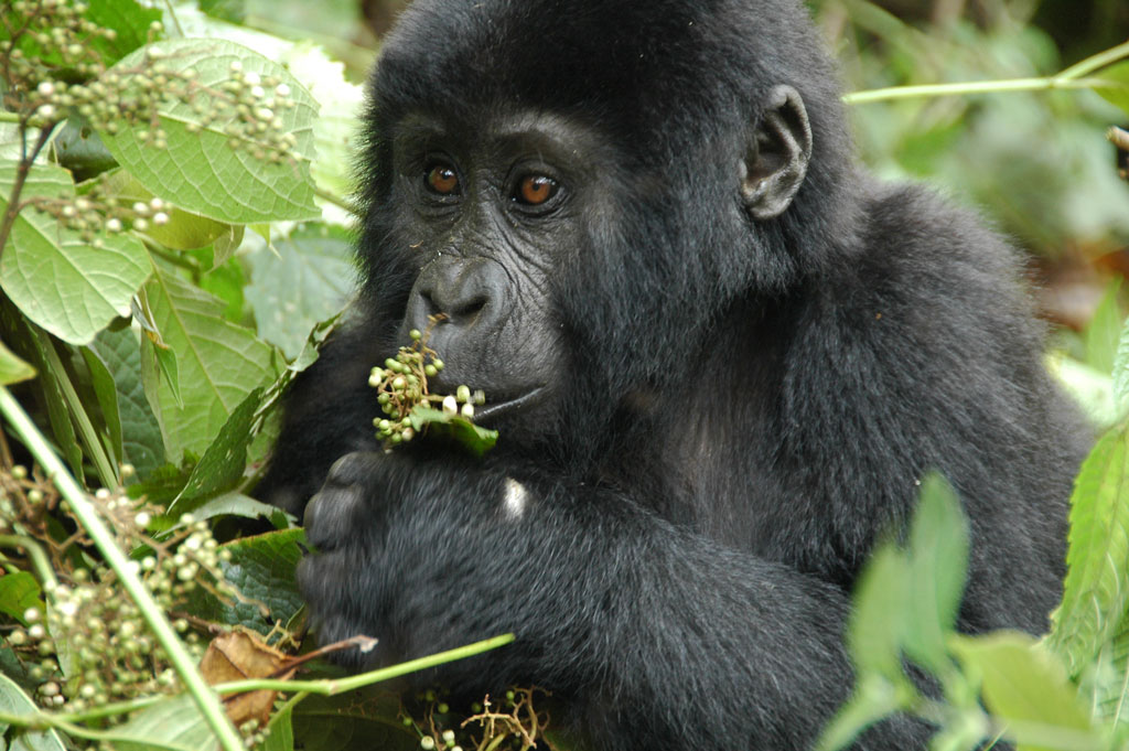 26.04.2018 Uganda die Perle Afrikas Abenteuermuseum Saarbrücken